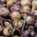 Eden Bulbs